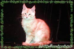продаются котята мейн куна мейнкуна