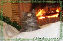 продаются котята мейн куна мейнкуна