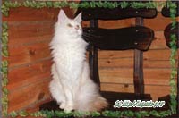 Caressa Patricia Ch. WCF мейн кун
