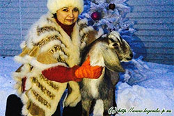 овцы и козы Племенного Центра Легенда Подмосковья